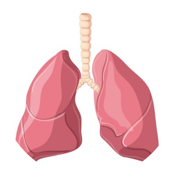 Lungs