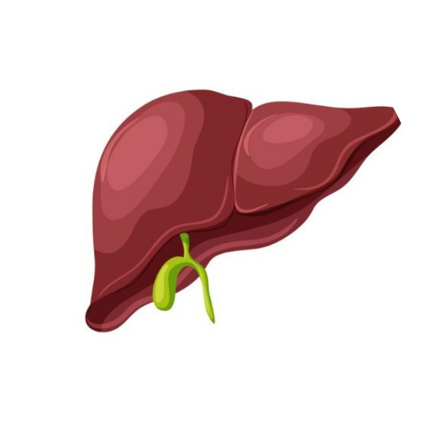 Liver
